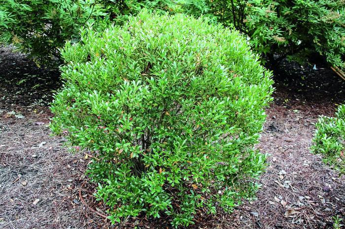 Ilex Glabra Shamrock - View 13 from www redcrocus com