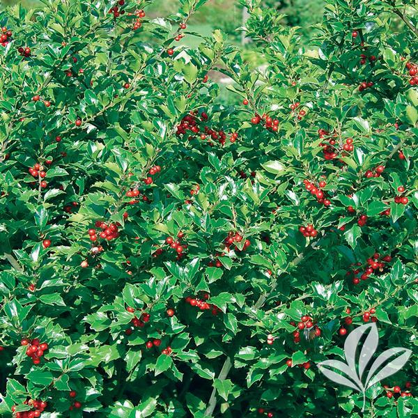 Ilex Meserveae Blue Princess - View 16 from www redcrocus com