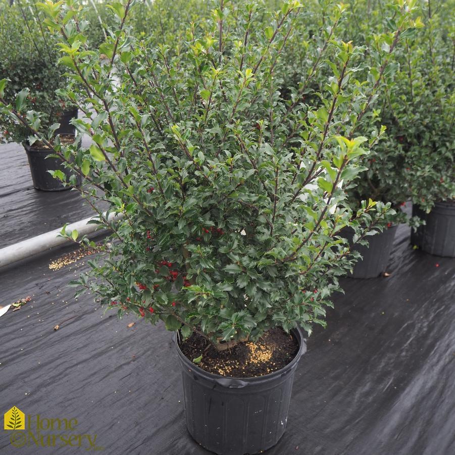 Ilex Meserveae Blue Princess - View 17 from www redcrocus com