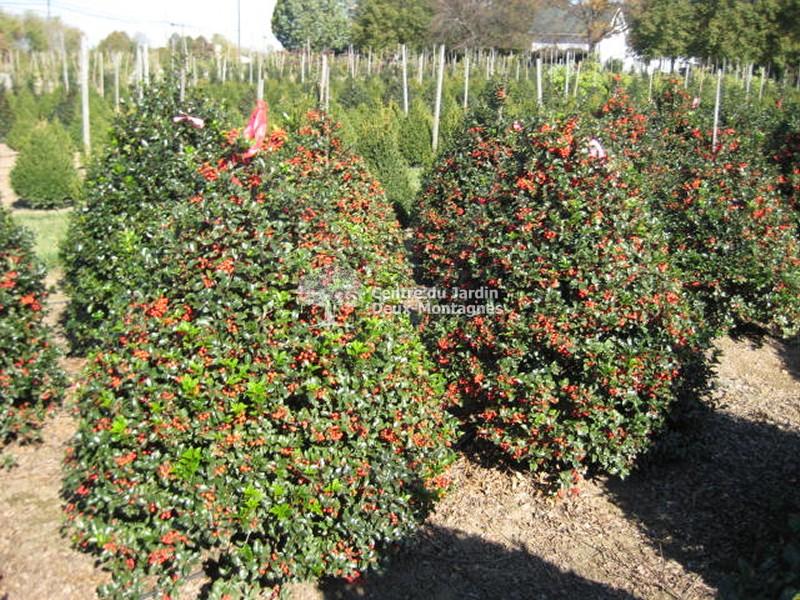 Ilex Meserveae Blue Princess - View 20 from www redcrocus com