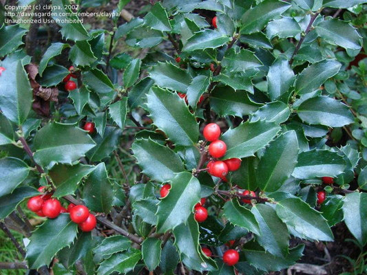 Ilex Meserveae Blue Princess - View 10 from www redcrocus com