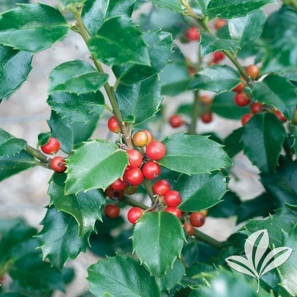 Ilex Meserveae Blue Princess - View 13 from www redcrocus com
