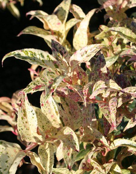 Leucothoe Fontanesiana Girard S Rainbow - View 11 from www redcrocus com