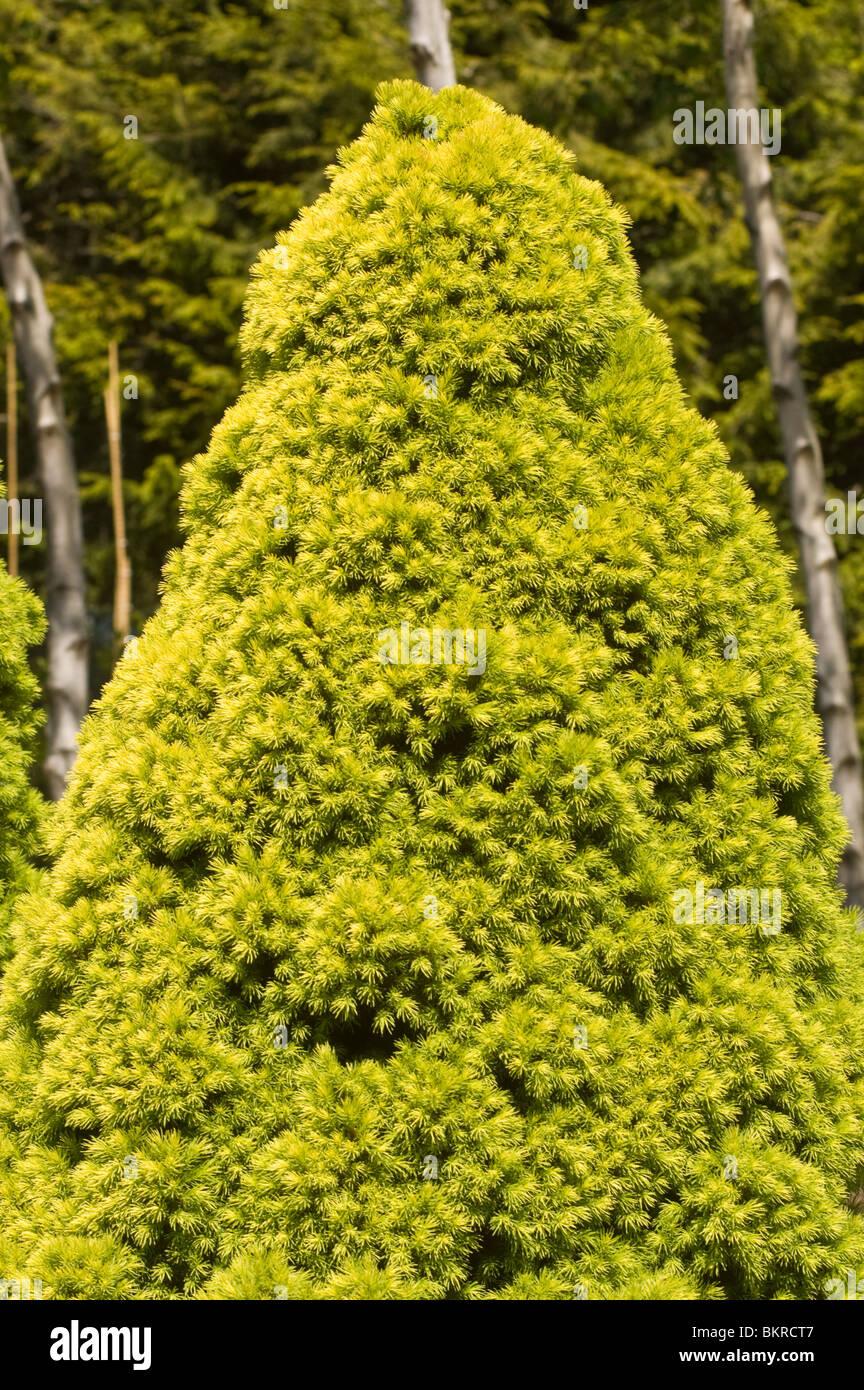 Picea Glauca Conica - View 11 from www redcrocus com