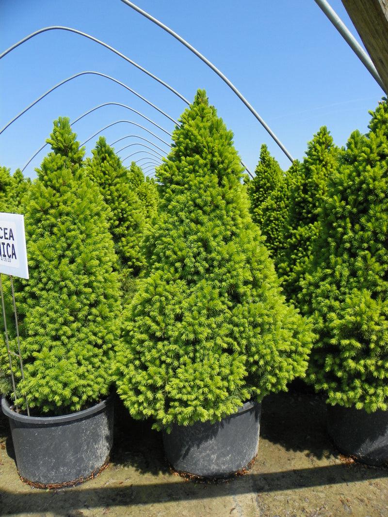 Picea Glauca Conica - View 13 from www redcrocus com