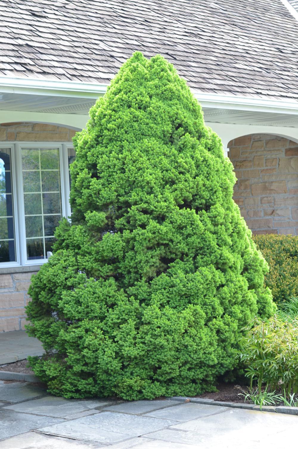 Picea Glauca Conica - View 16 from www redcrocus com
