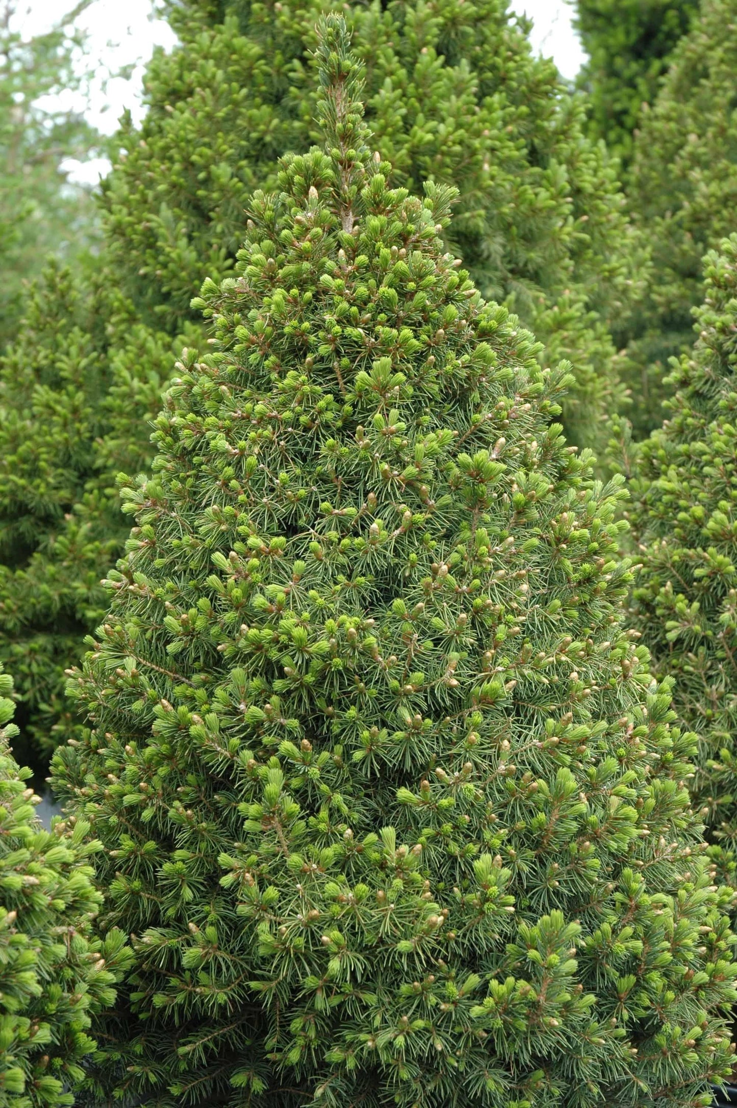 Picea Glauca Conica - View 17 from www redcrocus com
