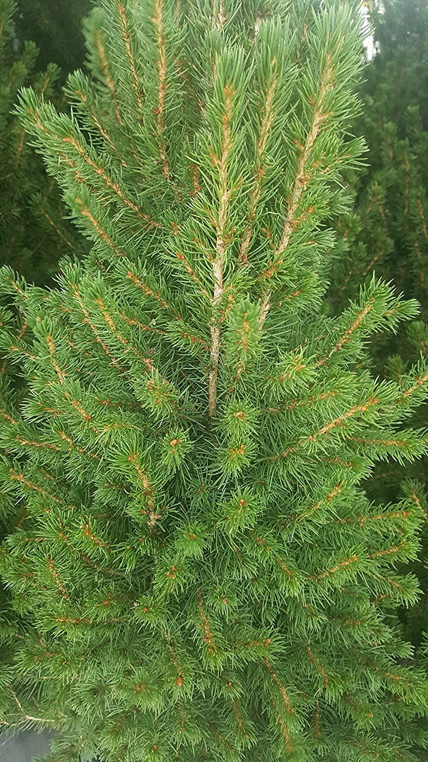 Picea Glauca Conica - View 22 from www redcrocus com