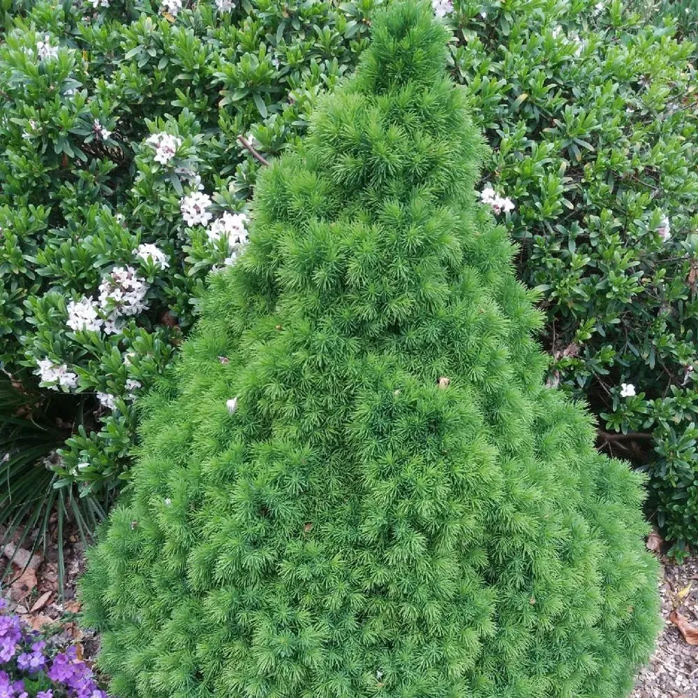 Picea Glauca Conica - View 23 from www redcrocus com