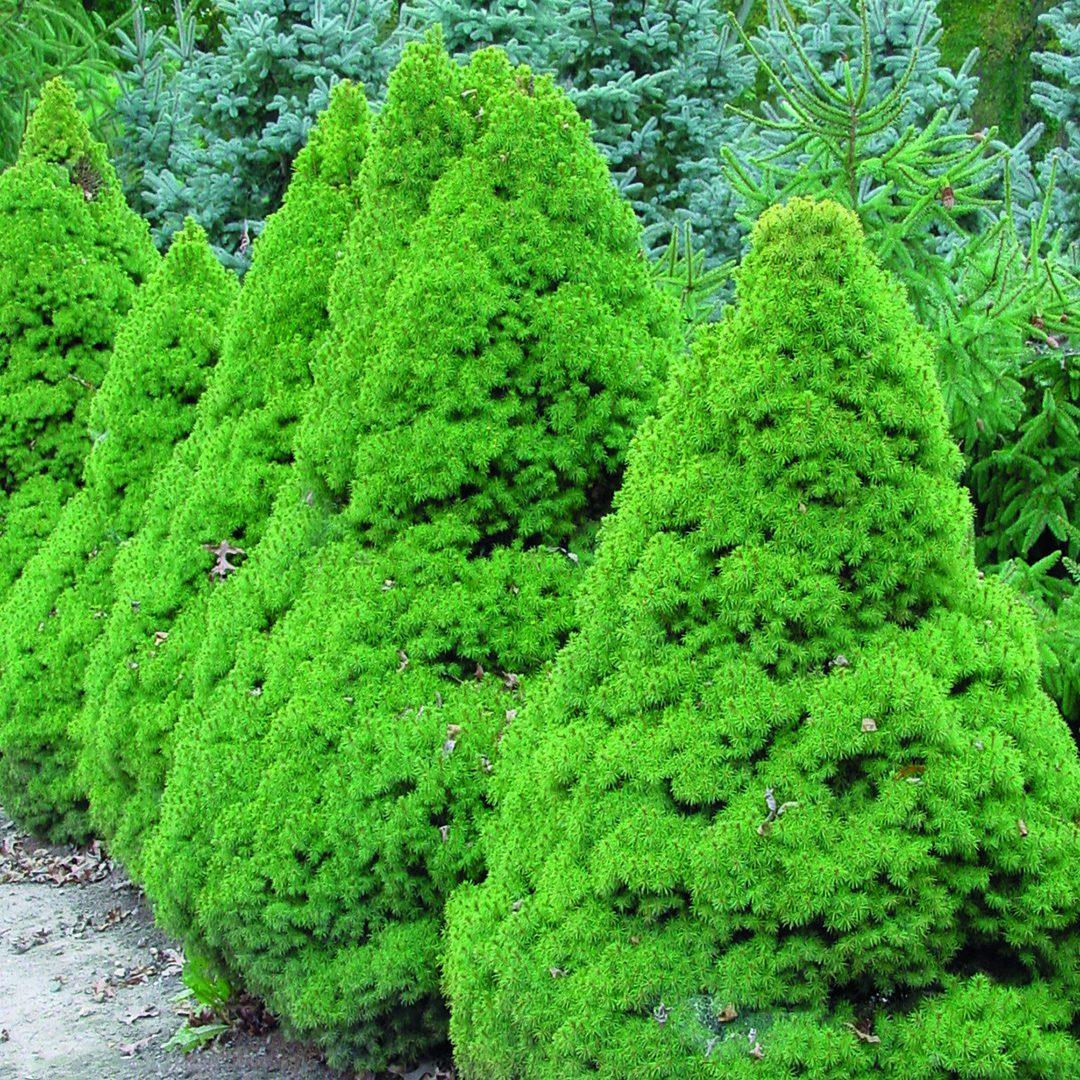 Picea Glauca Conica - View 2 from www redcrocus com
