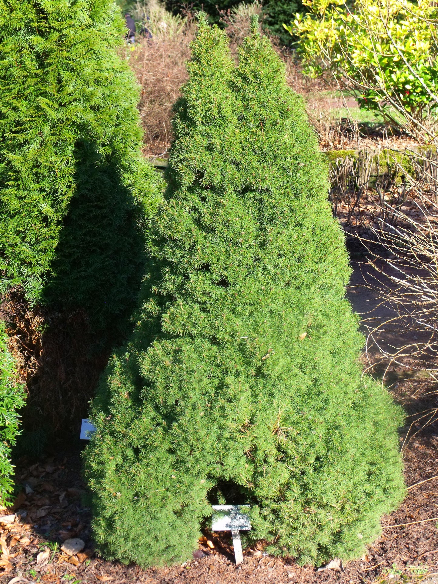 Picea Glauca Conica - View 3 from www redcrocus com