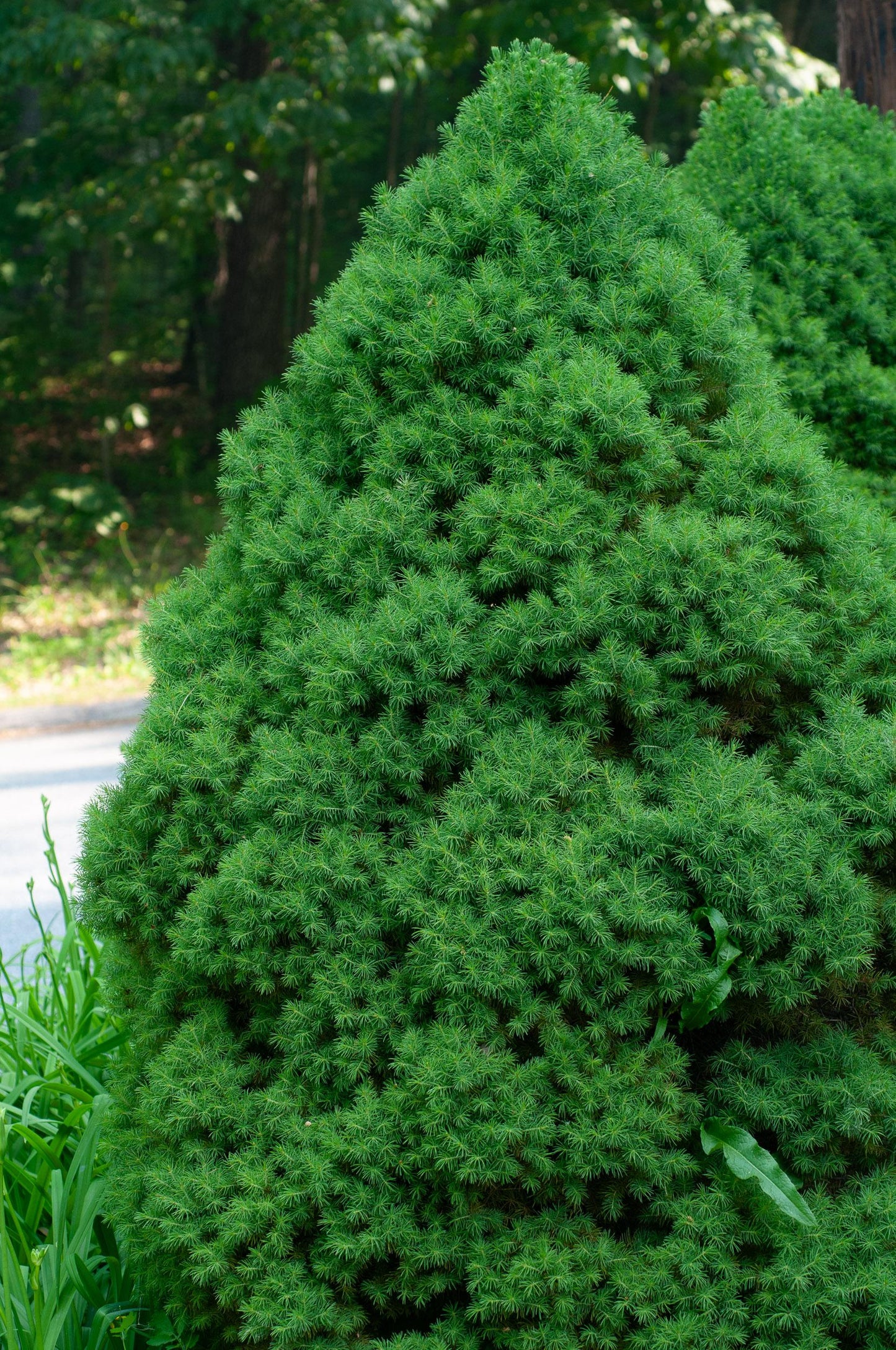 Picea Glauca Conica - View 4 from www redcrocus com