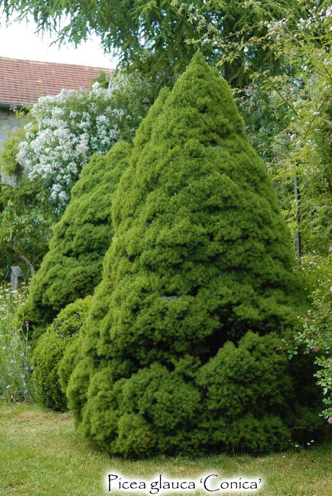 Picea Glauca Conica - View 6 from www redcrocus com