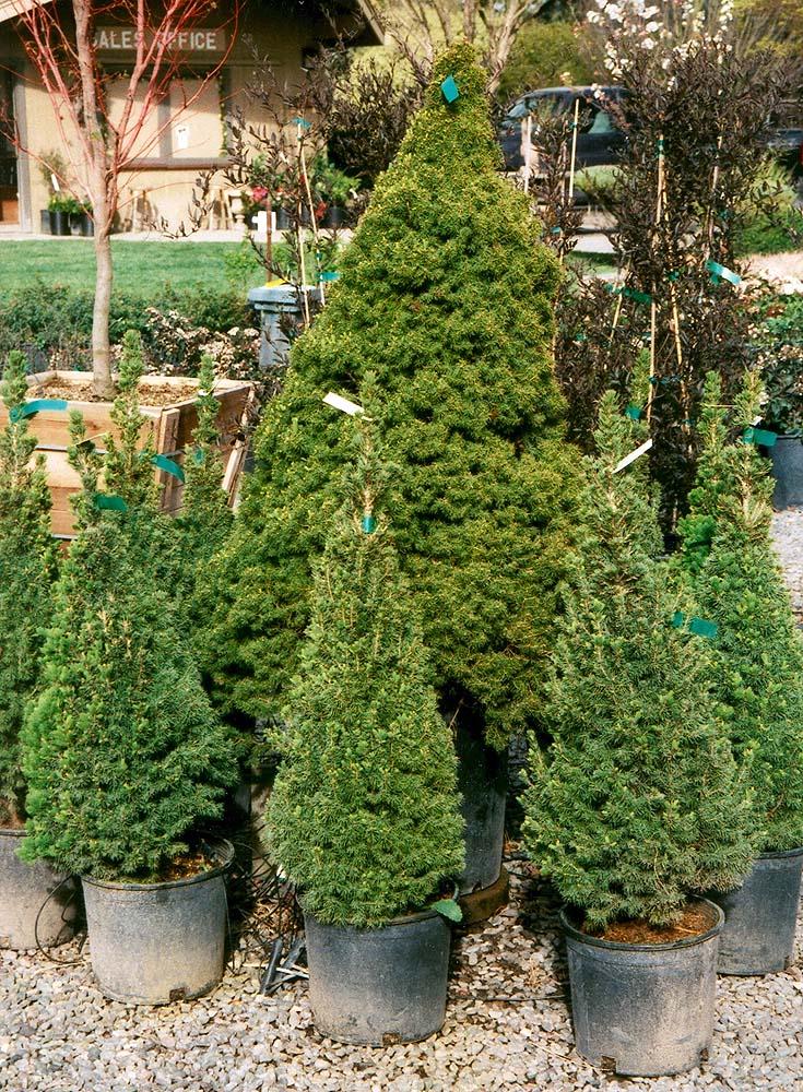 Picea Glauca Conica - View 8 from www redcrocus com