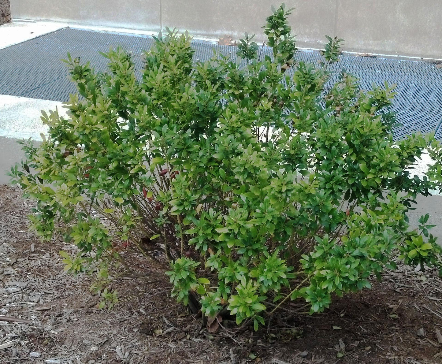 Ilex Glabra Compacta - View 13 from www redcrocus com