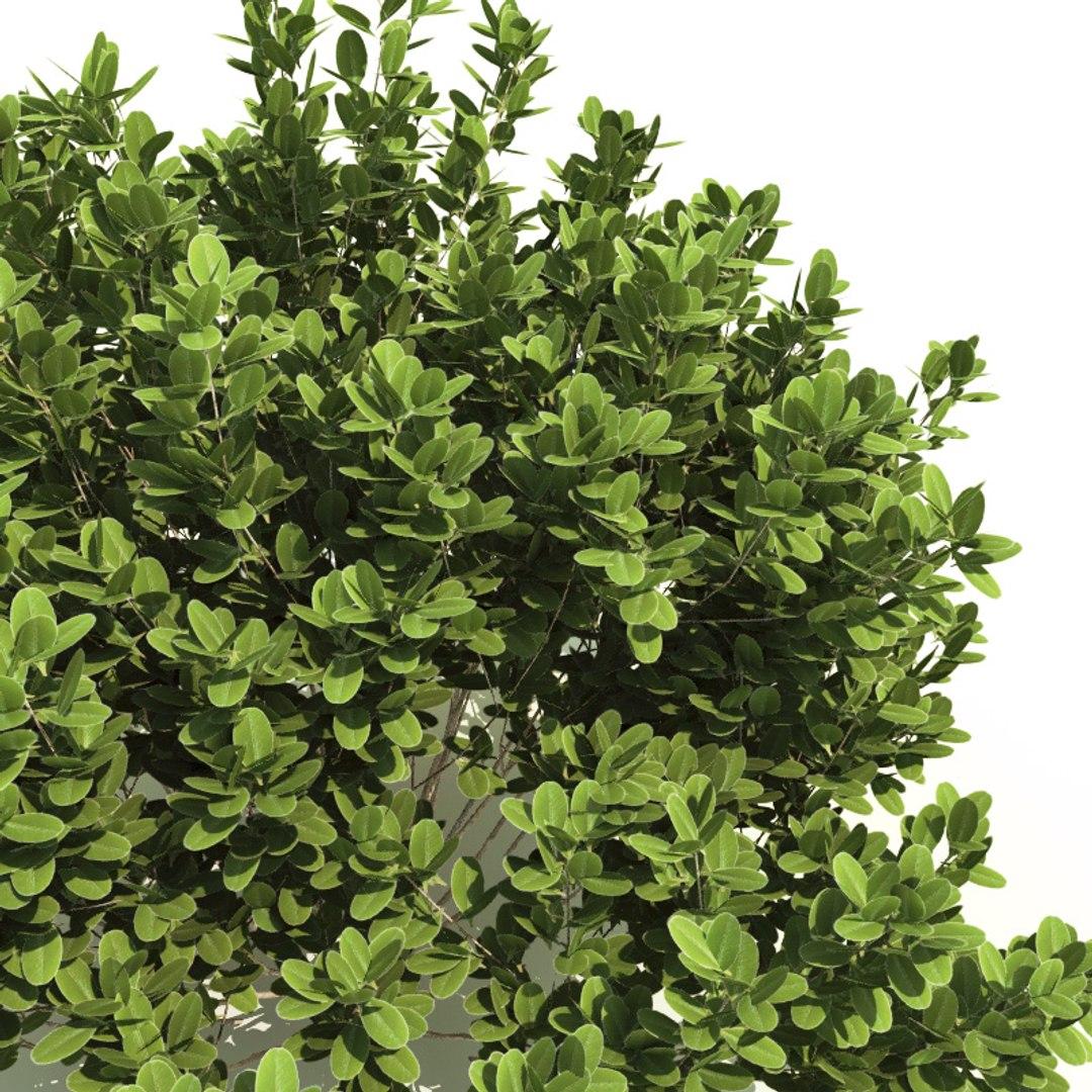 Ilex Glabra Compacta - View 14 from www redcrocus com
