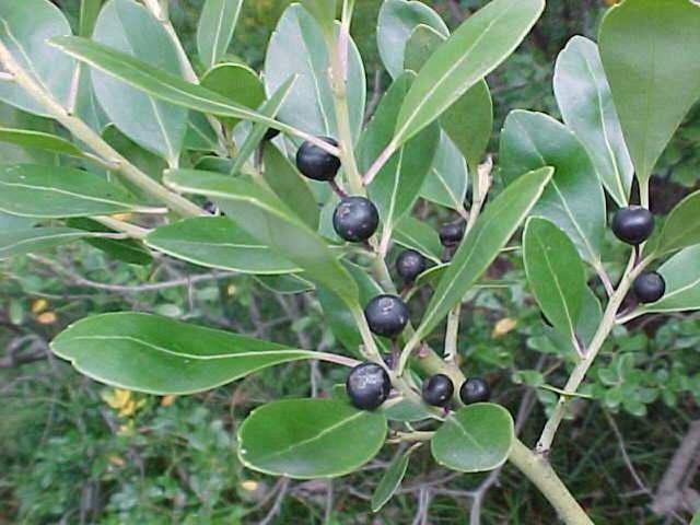 Ilex Glabra Compacta - View 15 from www redcrocus com