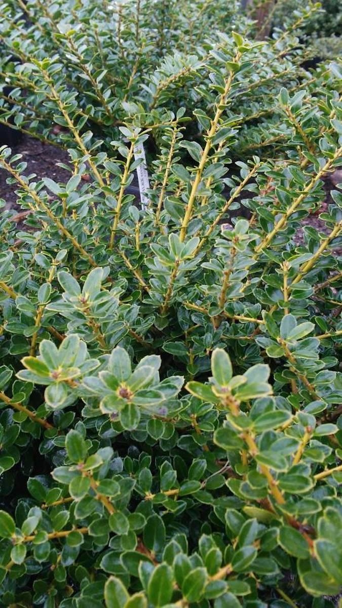 Ilex Glabra Compacta - View 16 from www redcrocus com
