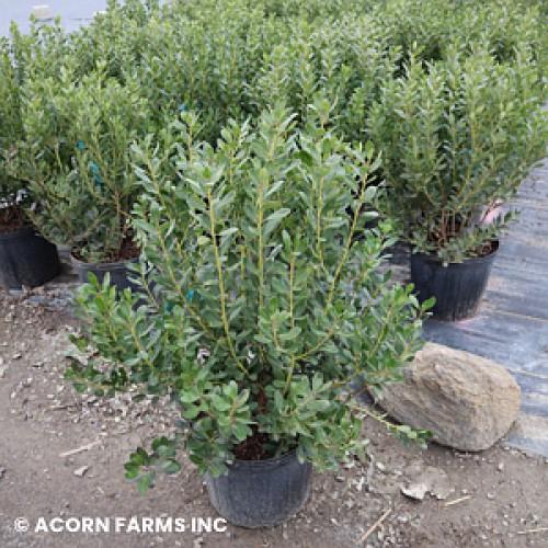 Ilex Glabra Compacta - View 17 from www redcrocus com