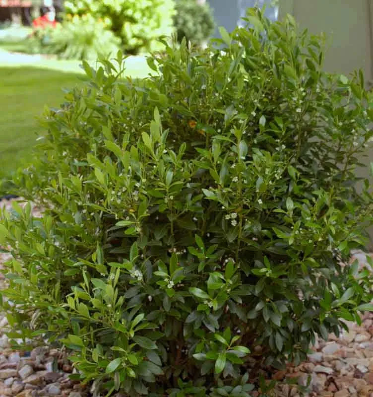 Ilex Glabra Compacta - View 17 from www redcrocus com