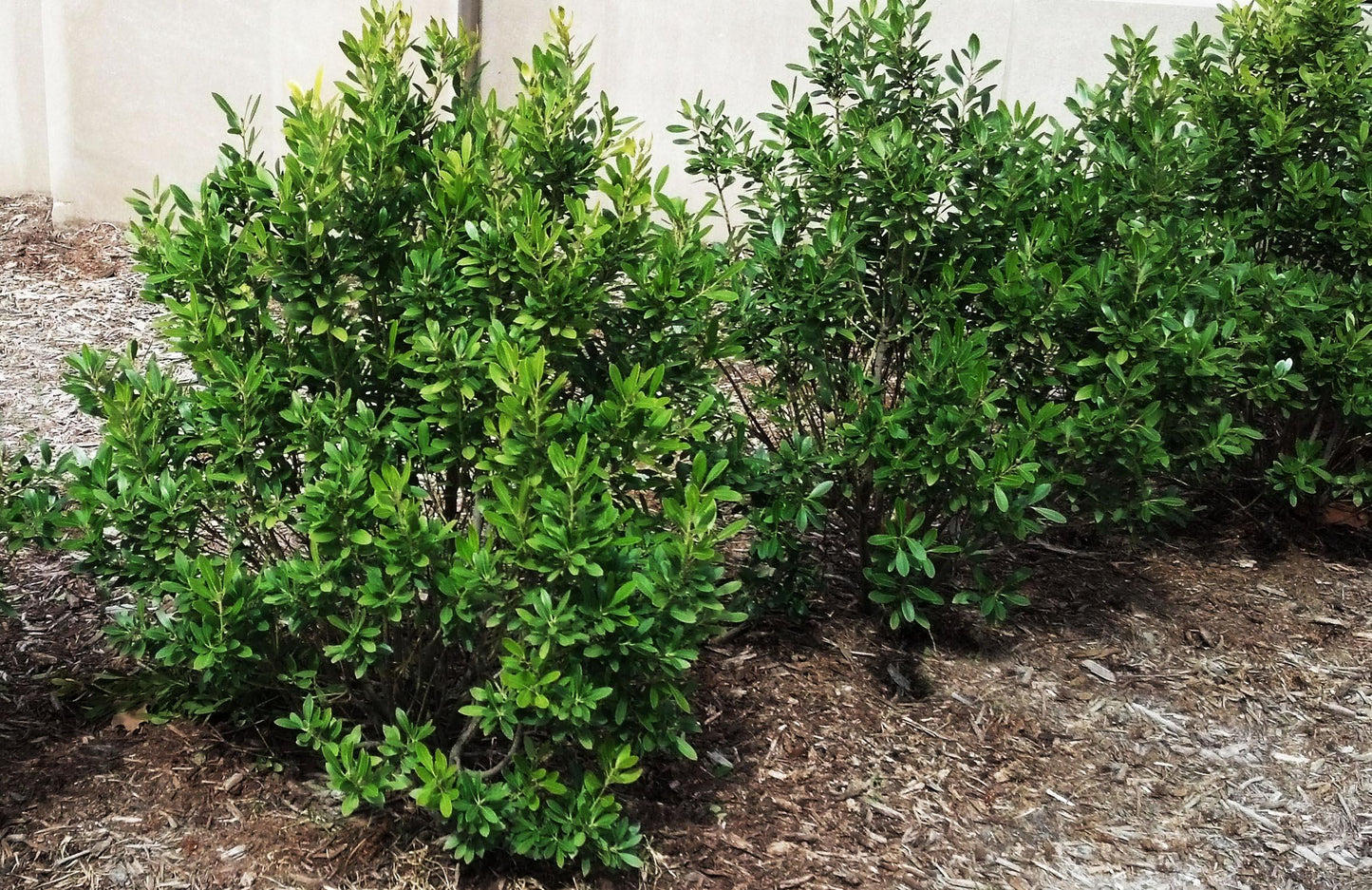 Ilex Glabra Compacta - View 2 from www redcrocus com