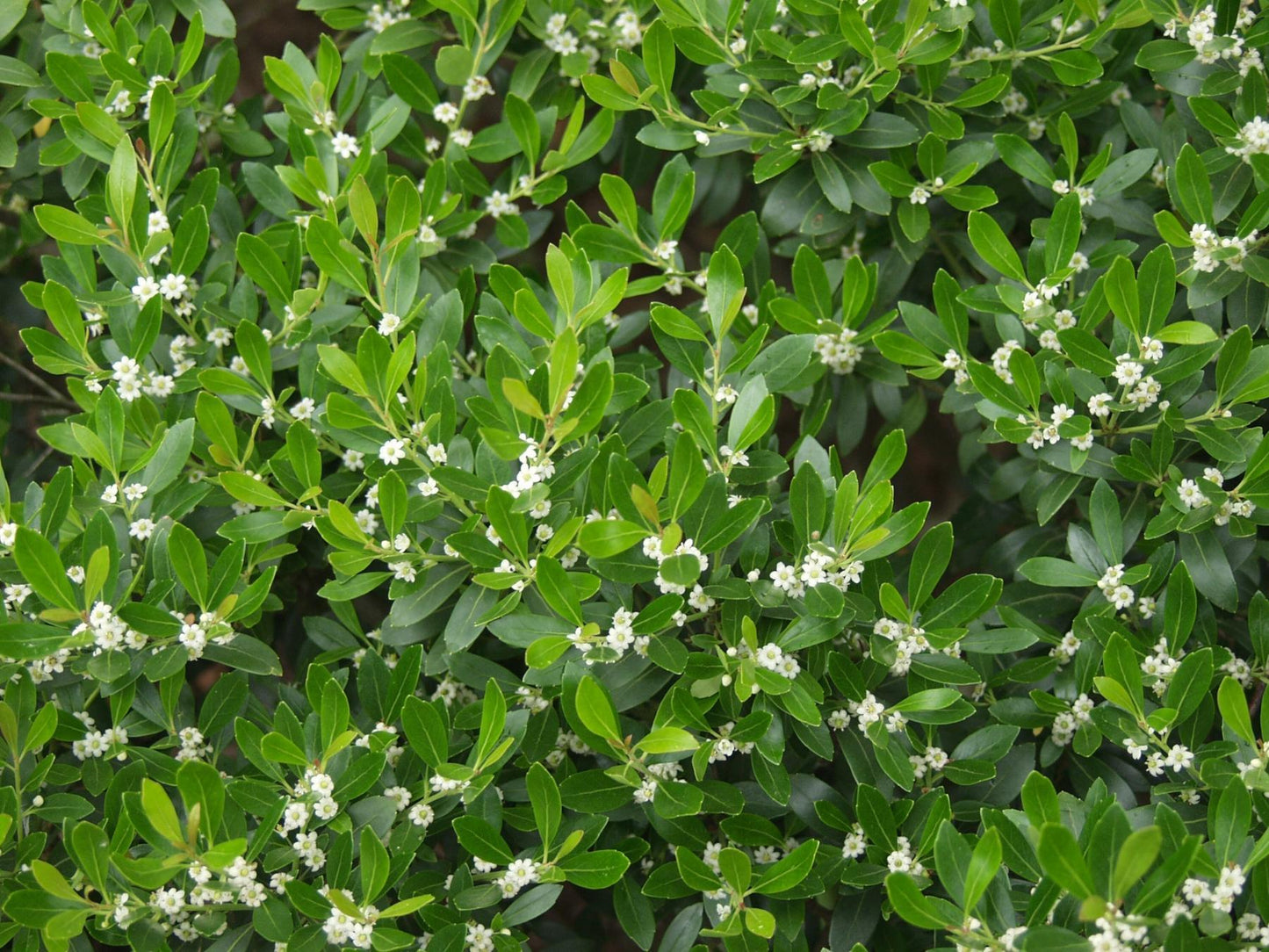 Ilex Glabra Compacta - View 3 from www redcrocus com