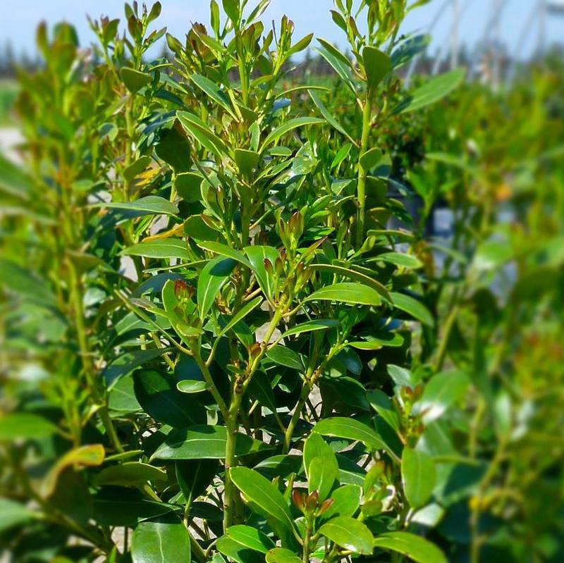 Ilex Glabra Compacta - View 4 from www redcrocus com