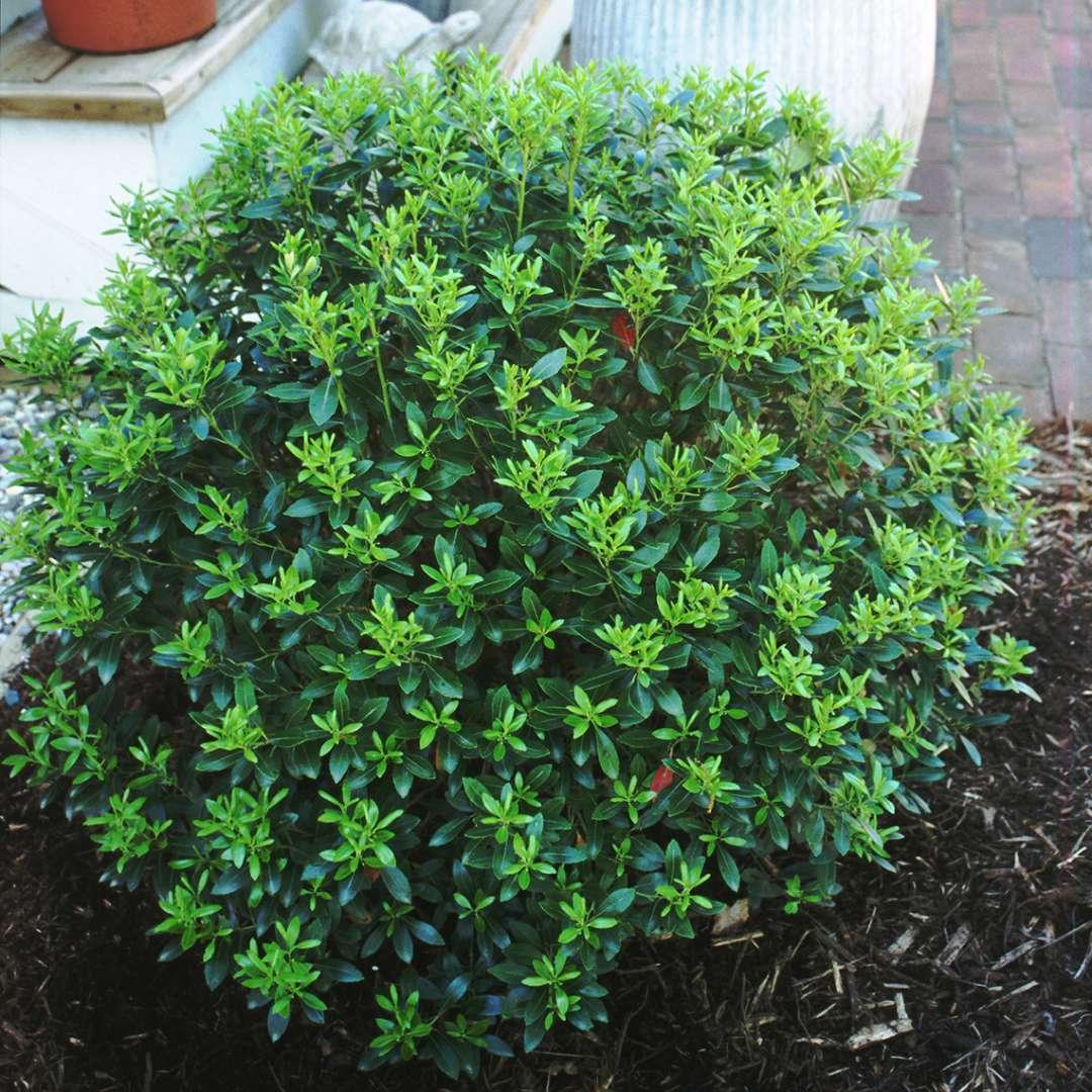 Ilex Glabra Compacta - View 5 from www redcrocus com