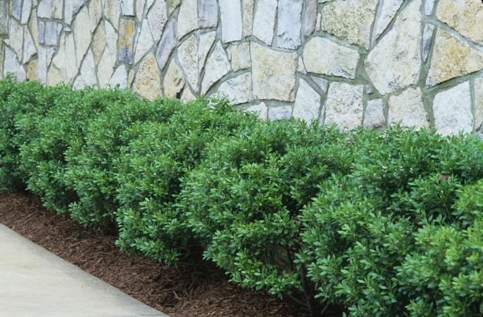 Ilex Glabra Compacta - View 6 from www redcrocus com