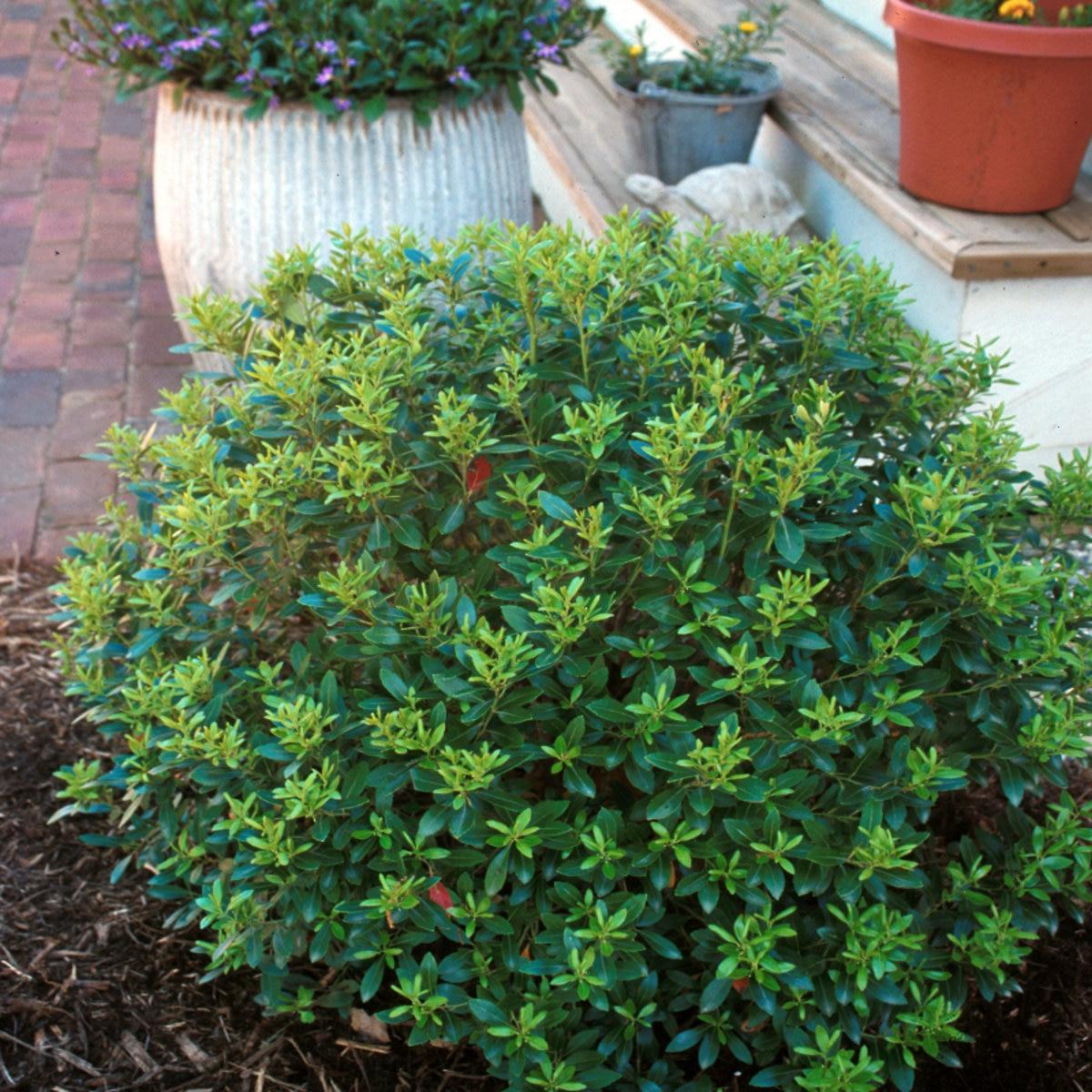 Ilex Glabra Compacta - View 7 from www redcrocus com