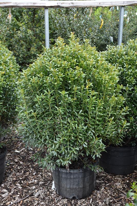Ilex Glabra Compacta - View 8 from www redcrocus com