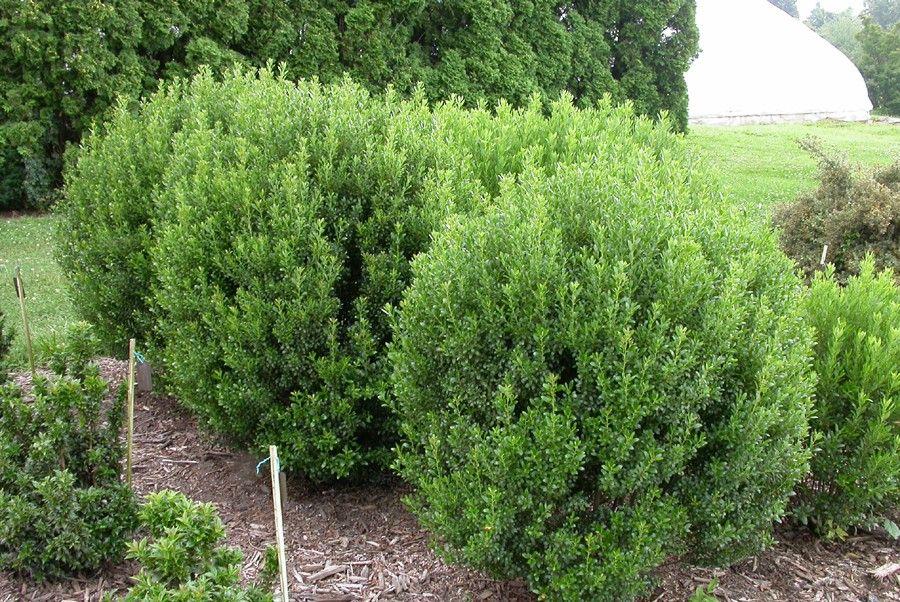 Ilex Glabra Compacta - View 9 from www redcrocus com