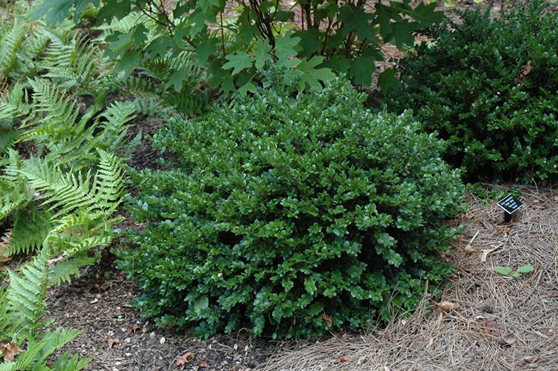 Buxus Sempervirens Vardar Valley - View 11 from www redcrocus com