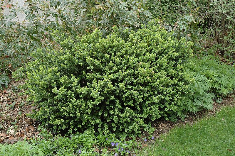 Buxus Sempervirens Vardar Valley - View 14 from www redcrocus com