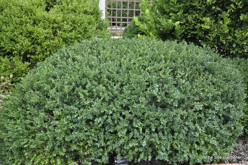 Buxus Sempervirens Vardar Valley - View 16 from www redcrocus com