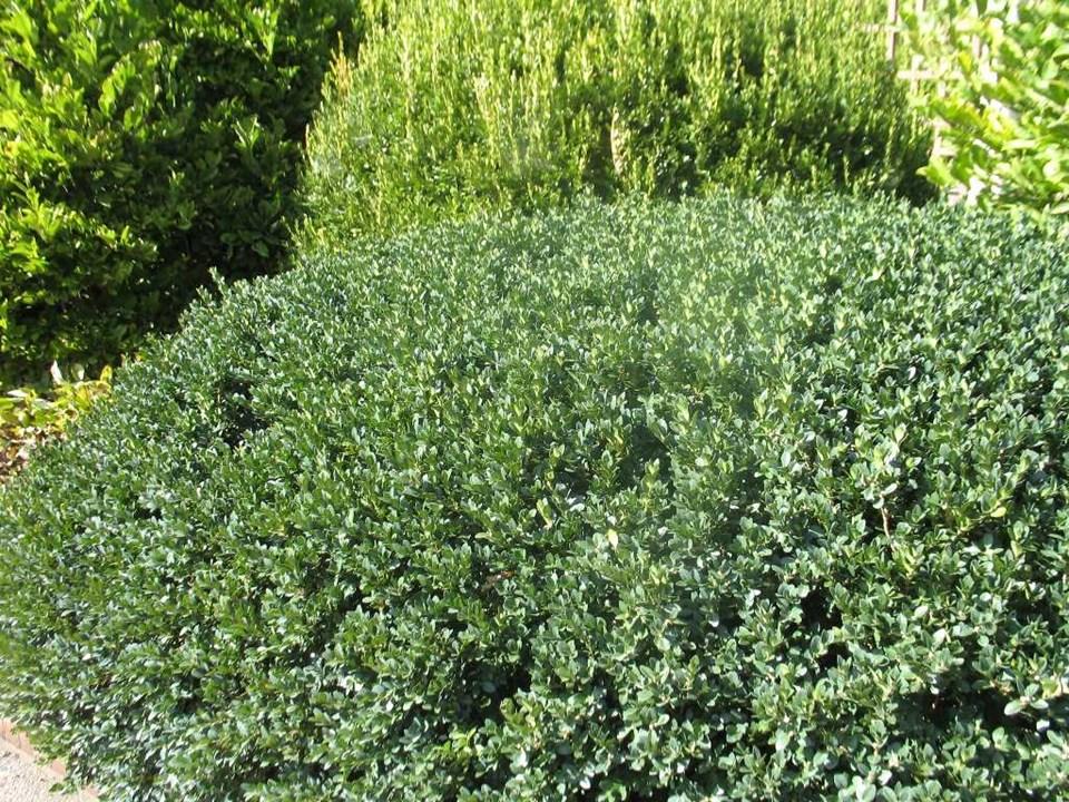 Buxus Sempervirens Vardar Valley - View 17 from www redcrocus com