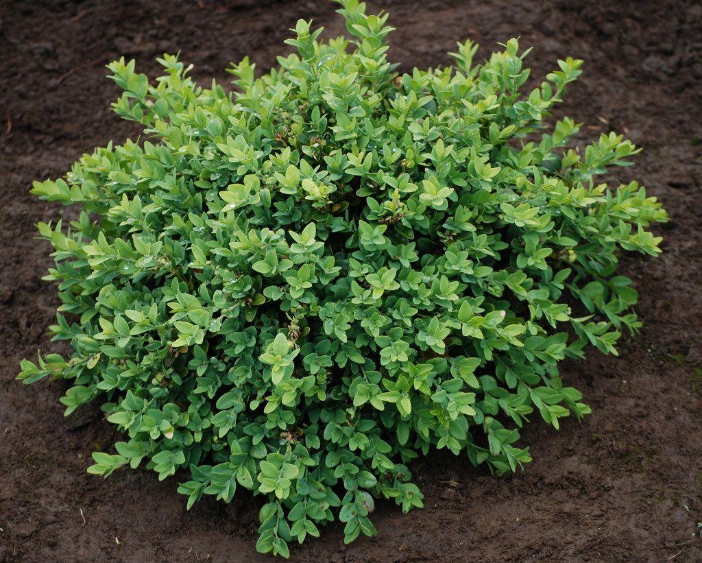 Buxus Sempervirens Vardar Valley - View 2 from www redcrocus com