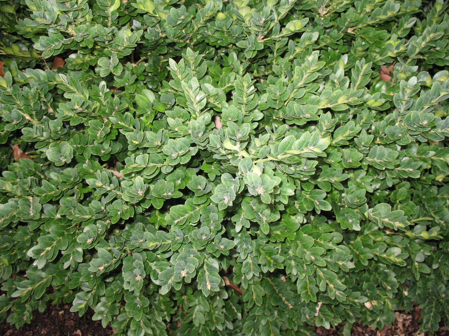 Buxus Sempervirens Vardar Valley - View 3 from www redcrocus com
