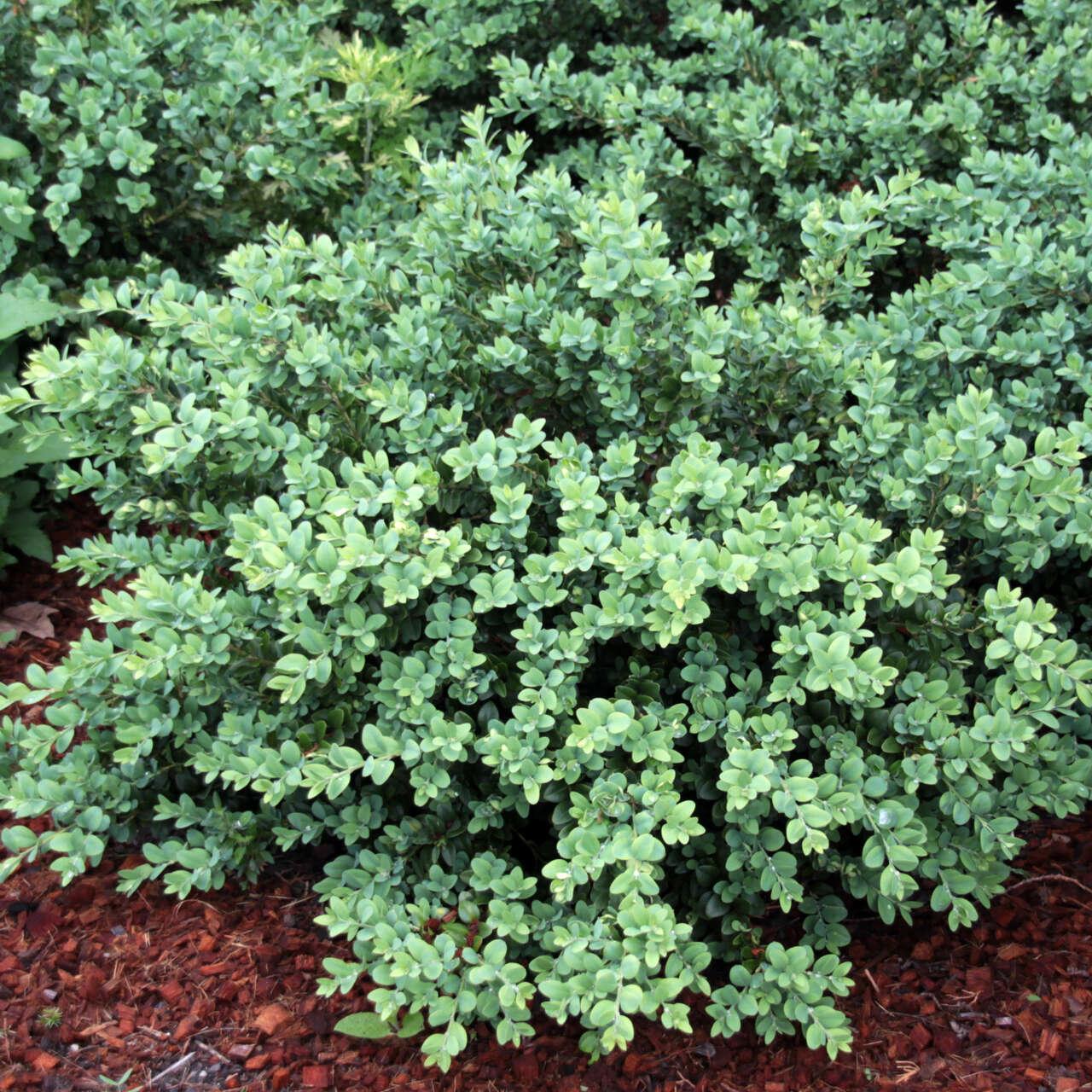 Buxus Sempervirens Vardar Valley - View 4 from www redcrocus com