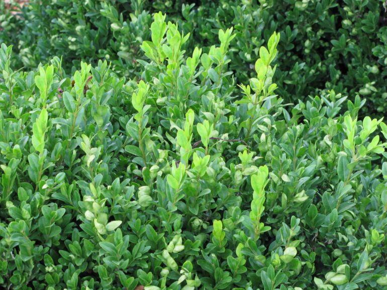 Buxus Sempervirens Vardar Valley - View 5 from www redcrocus com