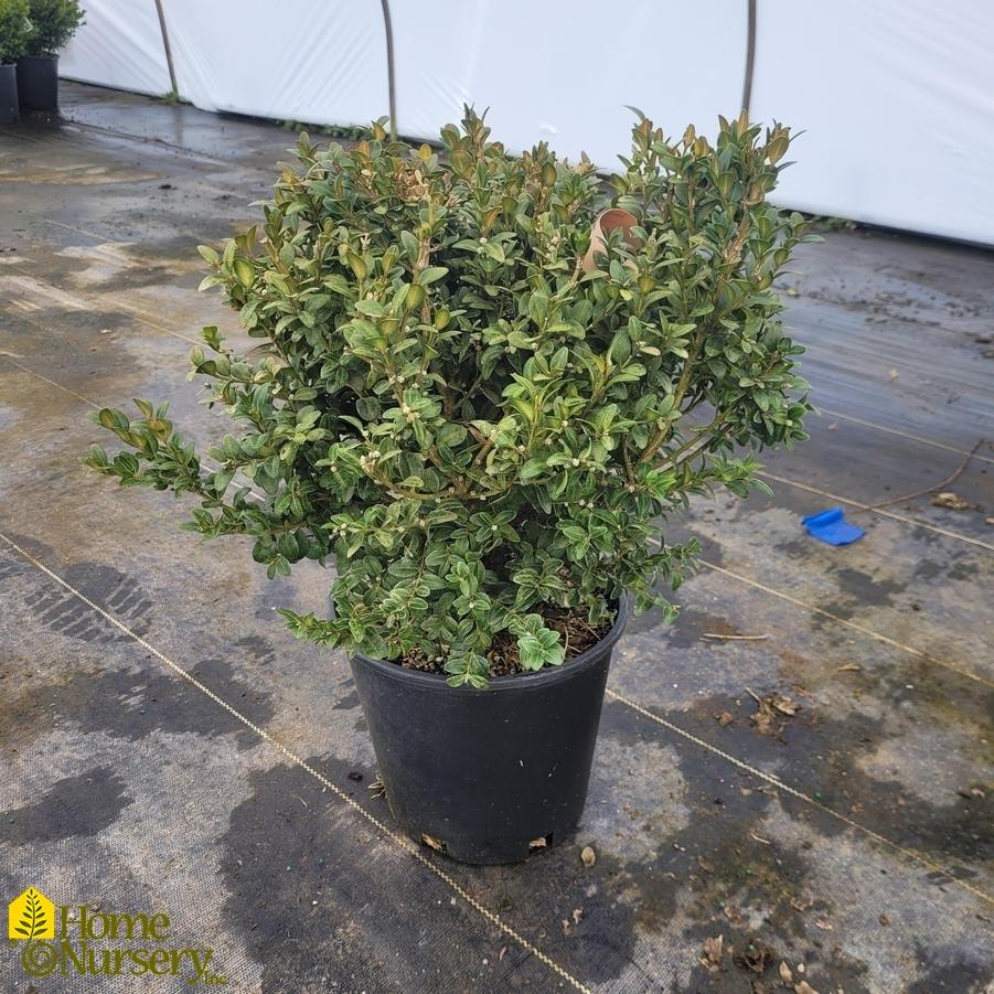 Buxus Sempervirens Vardar Valley - View 6 from www redcrocus com