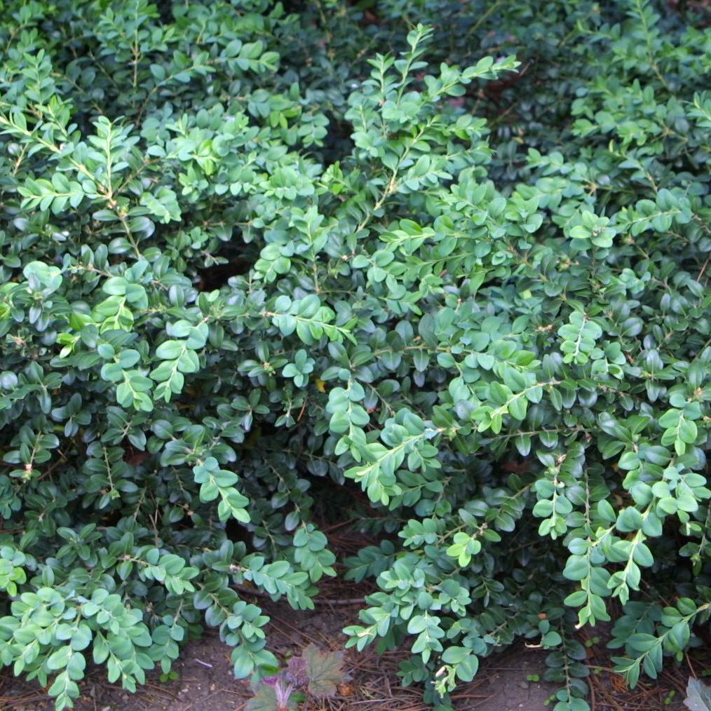 Buxus Sempervirens Vardar Valley - View 9 from www redcrocus com