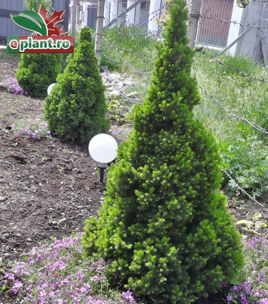 Picea Glauca Conica 3 Pompom - View 15 from www redcrocus com