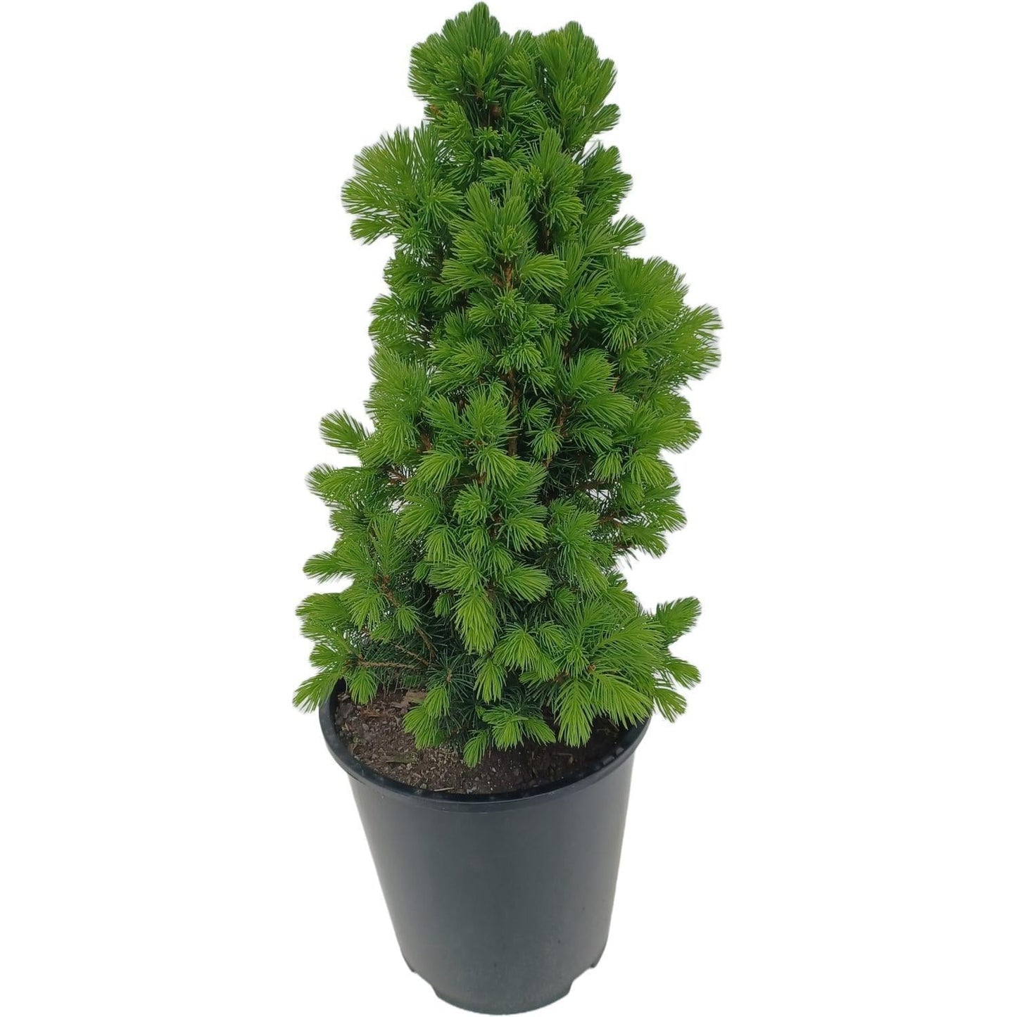 Picea Glauca Conica 3 Pompom - View 18 from www redcrocus com