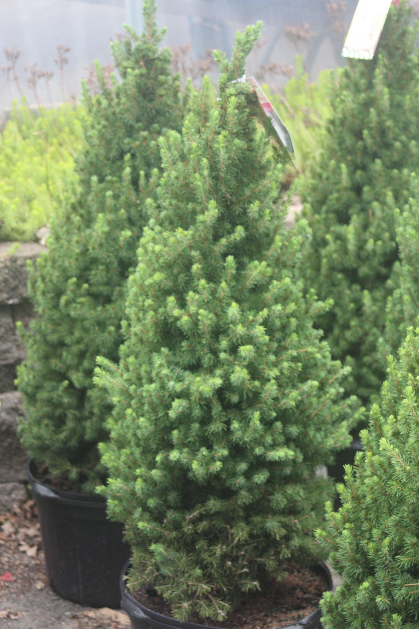 Picea Glauca Conica 3 Pompom - View 19 from www redcrocus com