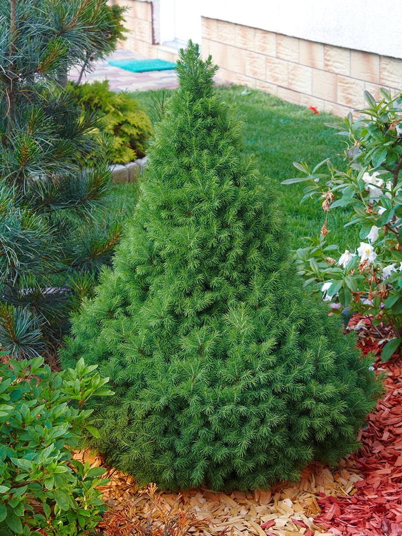Picea Glauca Conica 3 Pompom - View 2 from www redcrocus com