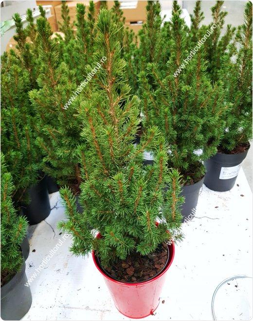 Picea Glauca Conica 3 Pompom - View 4 from www redcrocus com