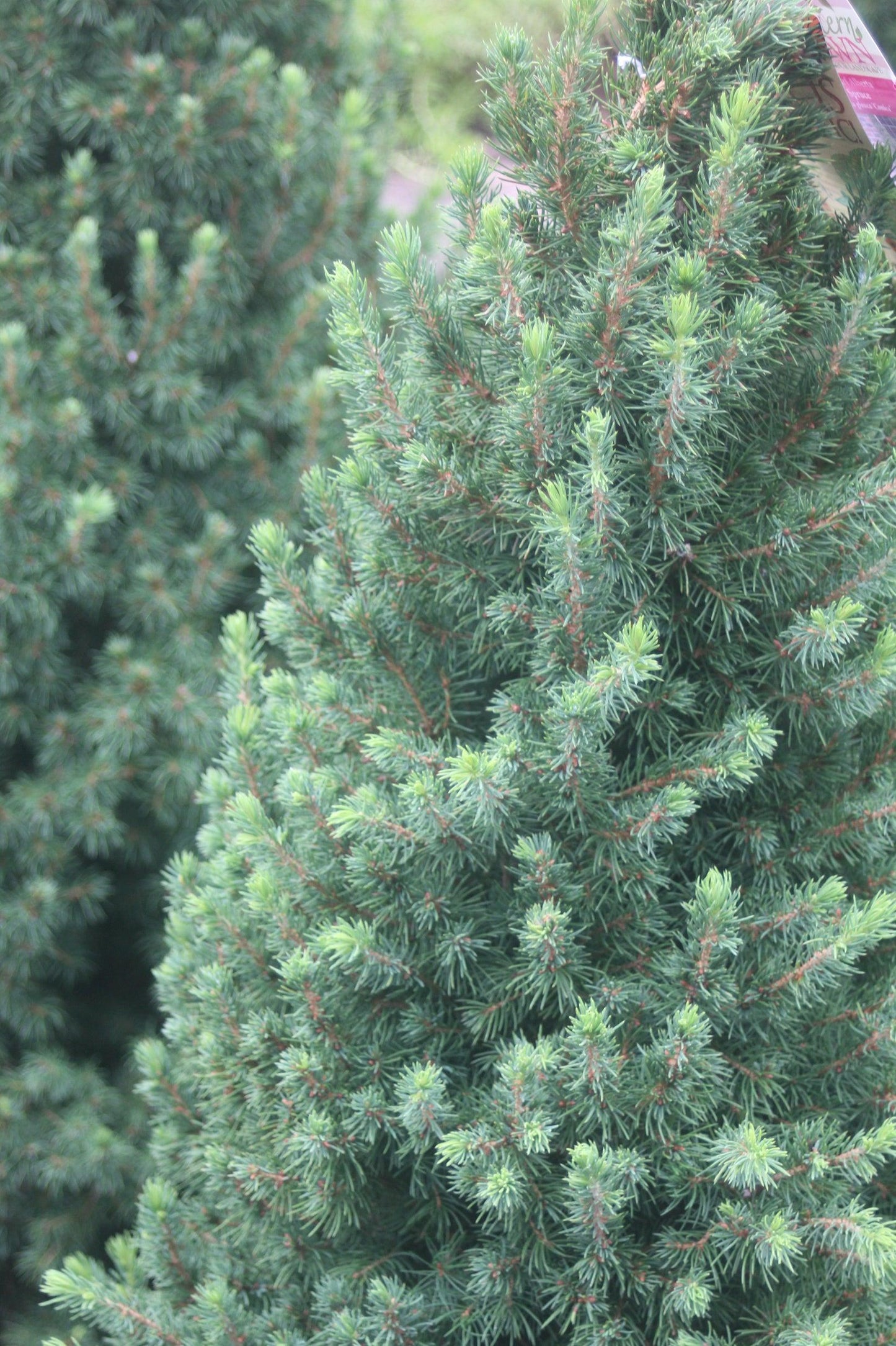 Picea Glauca Conica 3 Pompom - View 6 from www redcrocus com