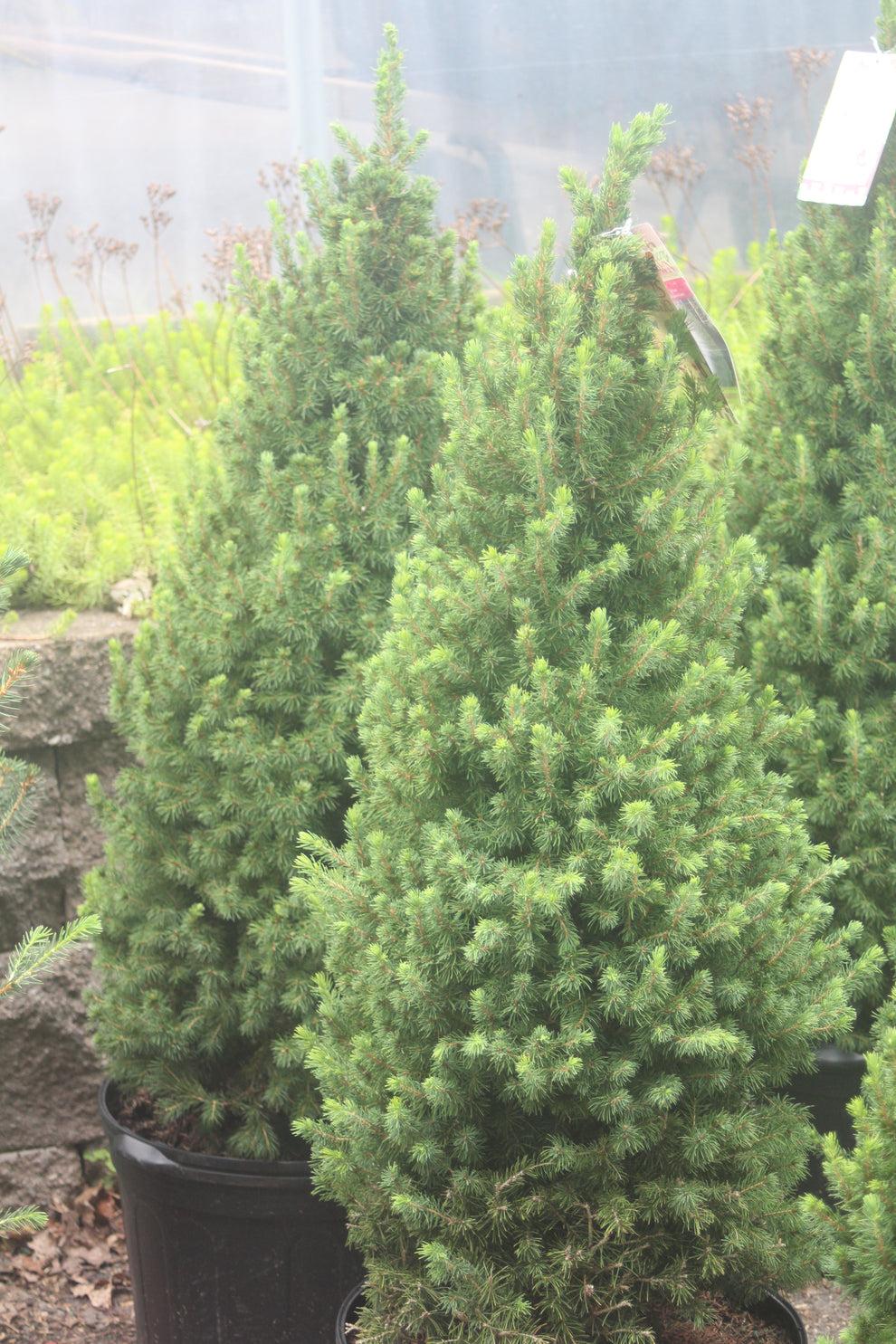 Picea Glauca Conica 3 Pompom - View 7 from www redcrocus com
