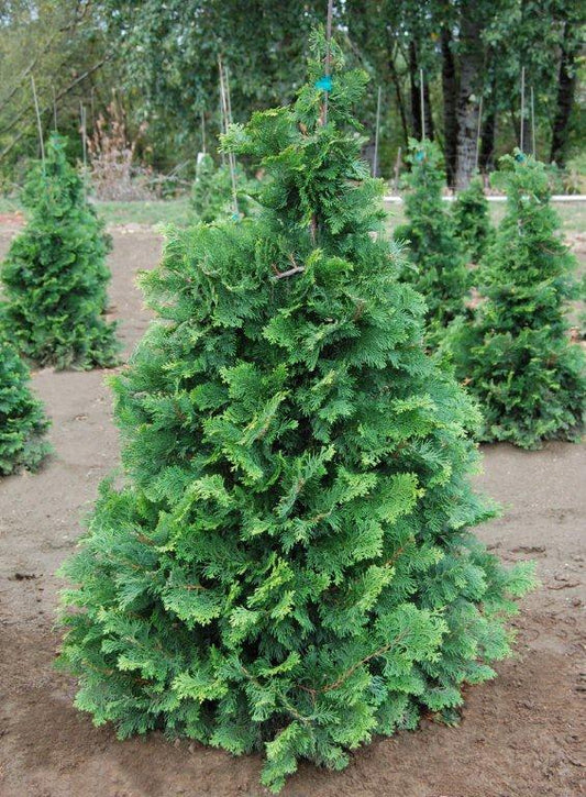 Chamaecyparis Obtusa Filicoides - View 13 from www redcrocus com